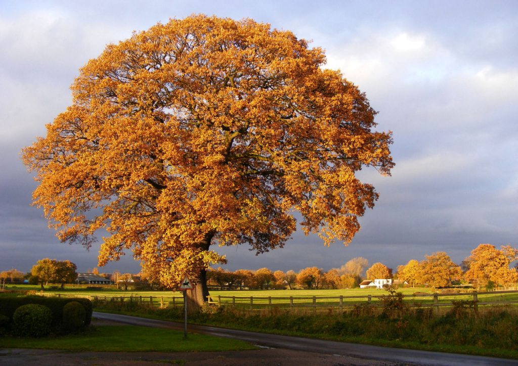 Oak tree in Blossoms Lane in autumn (lr)