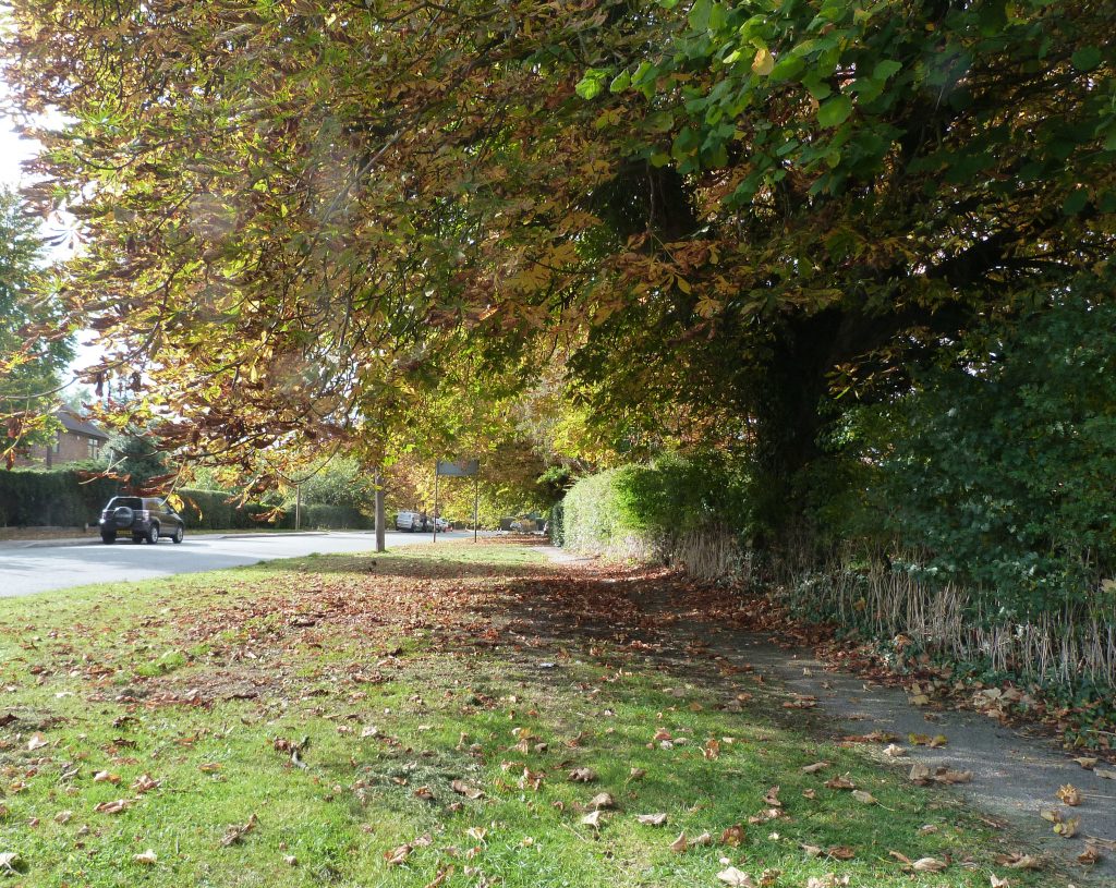 Chestenut Tress on Chester Road Woodford