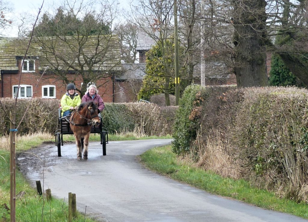 Pony and Trap on Blossoms Lane in Woodford