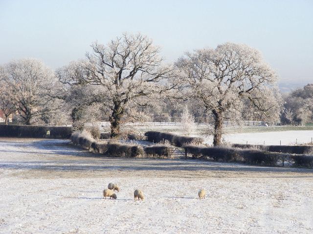 Church lane Woodford. Frosty with sheep