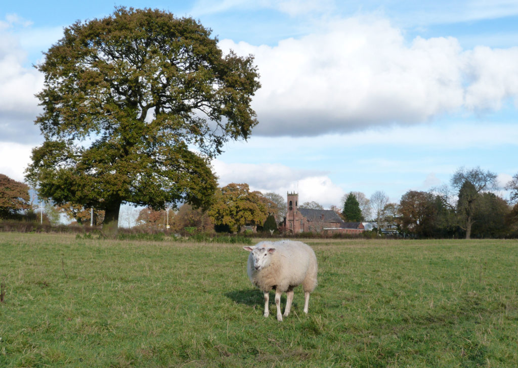 Christ Church Woodford with Sheep in foreground